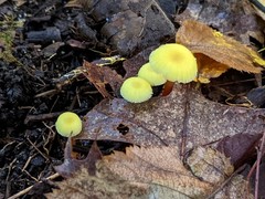 Hygrocybe parvula