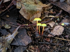 Hygrocybe parvula