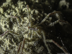 Ammothea hilgendorfi