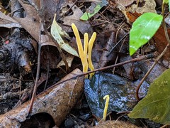 Clavulinopsis helvola