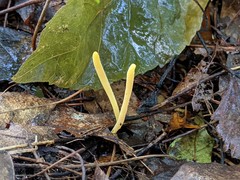 Clavulinopsis helvola