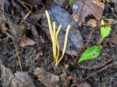 Clavulinopsis helvola