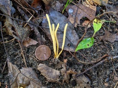 Clavulinopsis helvola