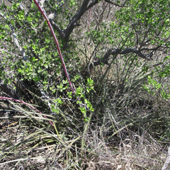 Hesperaloe parviflora