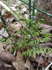 Cystopteris bulbifera