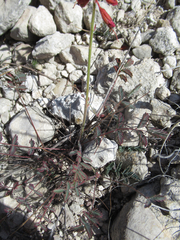 Hoffmannseggia oxycarpa