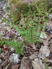 Cystopteris bulbifera