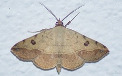 Hemeroplanis scopulepes