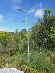 Ferula glauca