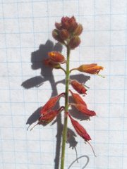 Hoffmannseggia oxycarpa