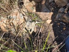 Rhynchospora blepharophora