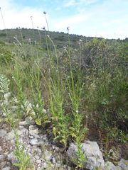 Tyrimnus leucographus