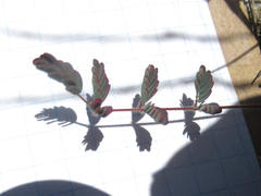 Hoffmannseggia oxycarpa