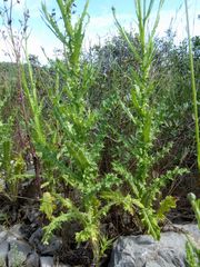 Tyrimnus leucographus