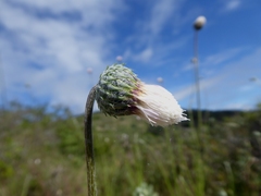 Tyrimnus leucographus