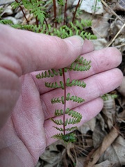 Cystopteris bulbifera