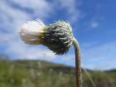 Tyrimnus leucographus