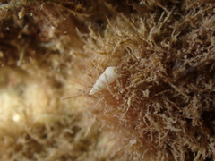 Turbonilla lactea