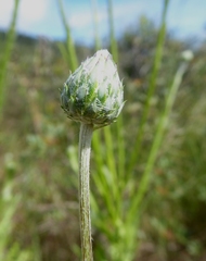 Tyrimnus leucographus