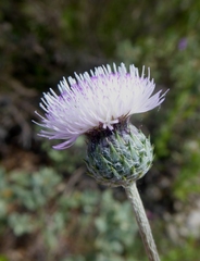 Tyrimnus leucographus