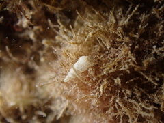 Turbonilla lactea