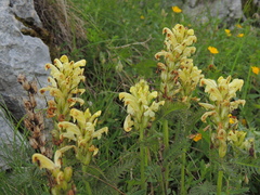 Pedicularis comosa