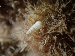 Turbonilla lactea