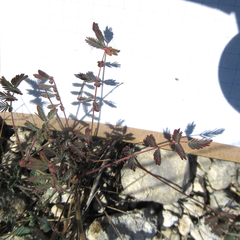 Hoffmannseggia oxycarpa