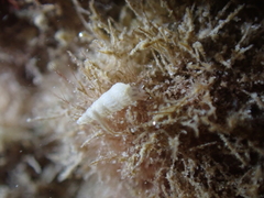 Turbonilla lactea