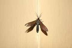 Eriphioides tractipennis