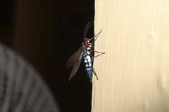 Eriphioides tractipennis