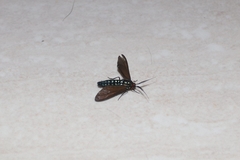 Eriphioides tractipennis