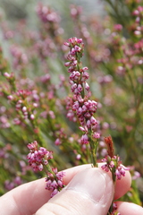 Erica articularis