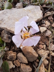 Colchicum triphyllum