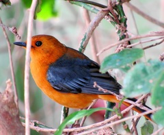 Cossypha natalensis natalensis