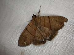 Eulepidotis carcistola