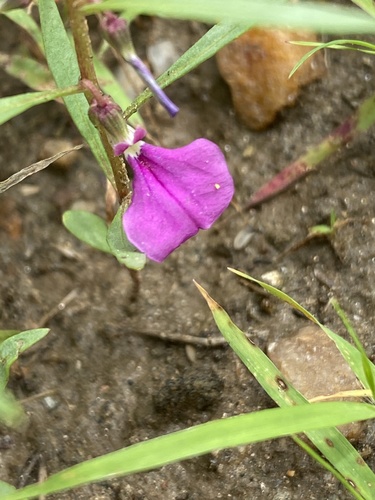 Pigea densifolia image