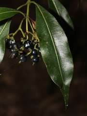 Palicourea salicifolia image