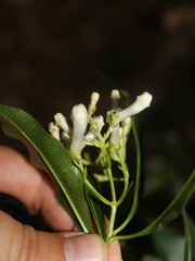 Palicourea salicifolia