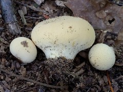 Lycoperdon flavotinctum