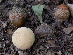 Lycoperdon flavotinctum