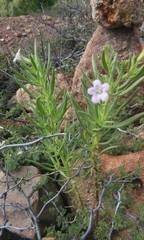Lithospermum revolutum