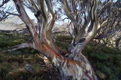 Eucalyptus pauciflora niphophila