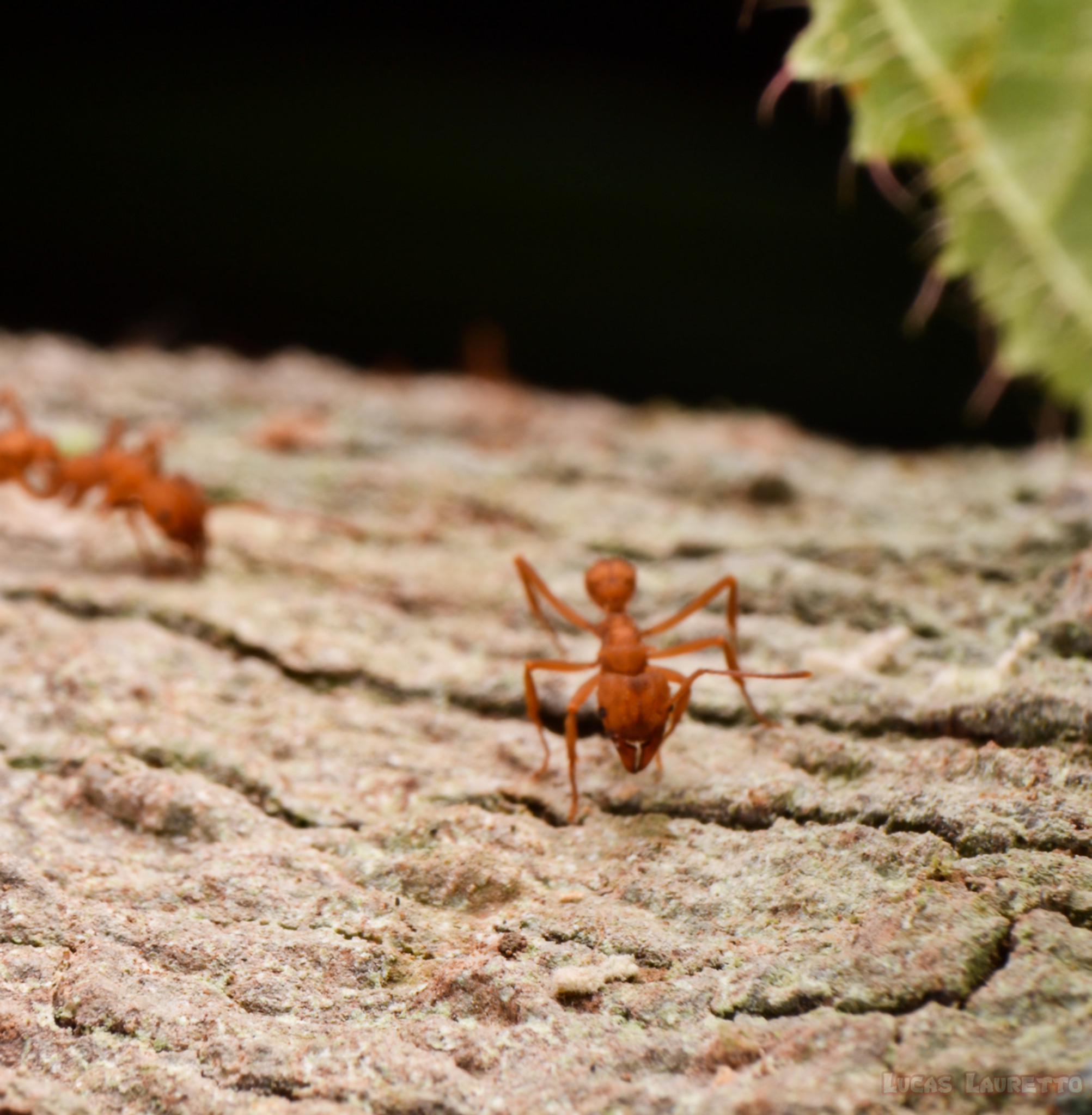 Paratrachymyrmex diversus