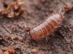 Trichoniscus pusillus