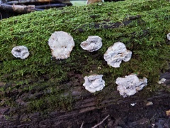 Tyromyces fumidiceps