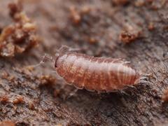 Trichoniscus pusillus
