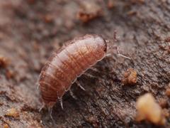 Trichoniscus pusillus