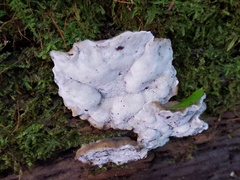 Tyromyces fumidiceps