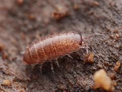 Trichoniscus pusillus